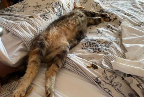 Disappearance alert Cat  Female , 5 years Faye-la-Vineuse France