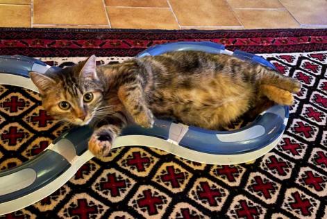 Disappearance alert Cat  Female , 5 years Faye-la-Vineuse France