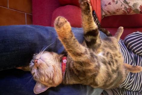 Disappearance alert Cat  Female , 5 years Faye-la-Vineuse France