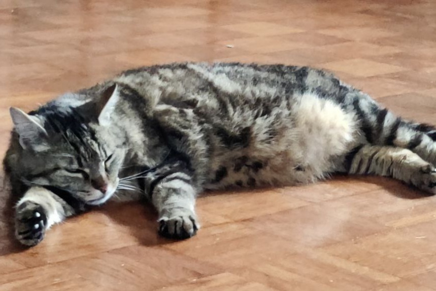 Disappearance alert Cat  Male , 9 years Tulle France
