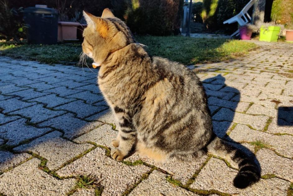 Disappearance alert Cat  Male , 9 years Tulle France
