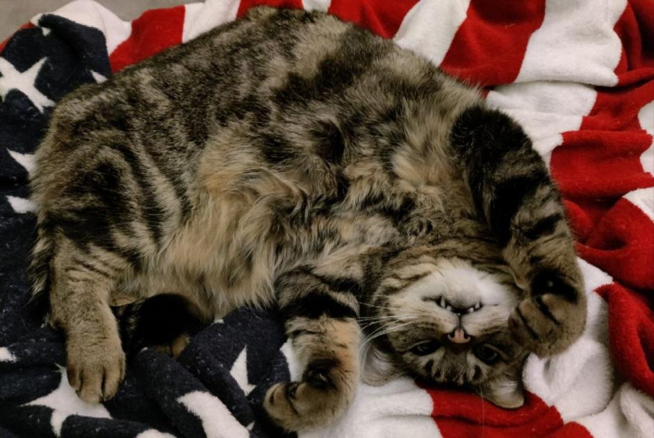 Disappearance alert Cat  Male , 9 years Tulle France