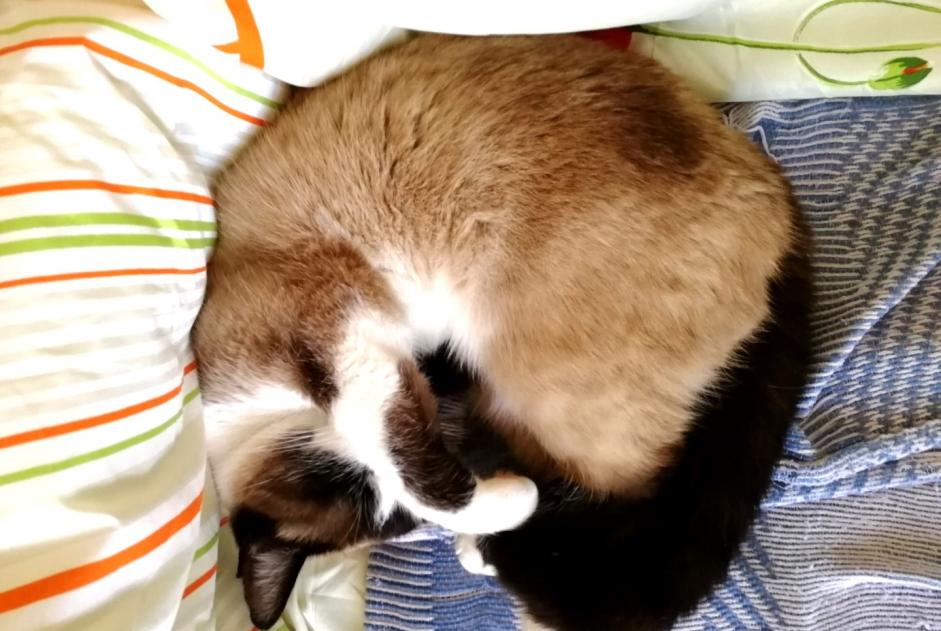 Disappearance alert Cat miscegenation  Female , 8 years Damgan France