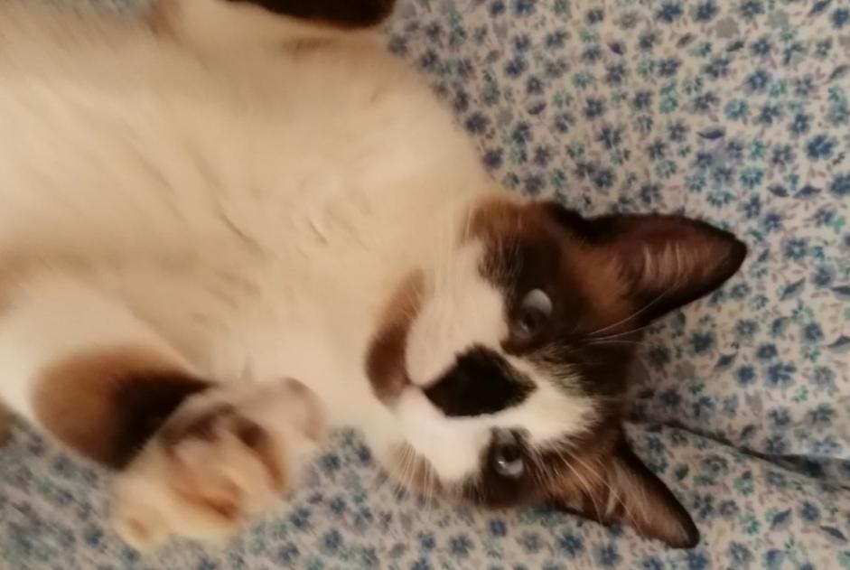 Disappearance alert Cat miscegenation  Female , 8 years Damgan France