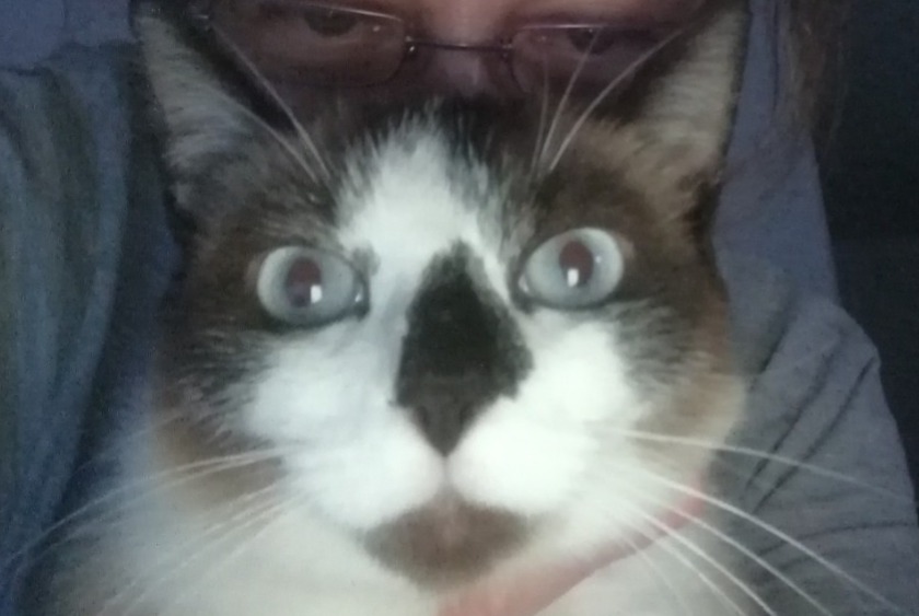 Disappearance alert Cat miscegenation  Female , 8 years Damgan France