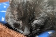 Disappearance alert Cat  Male , 10 years Warmeriville France