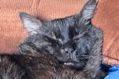 Disappearance alert Cat  Male , 10 years Warmeriville France