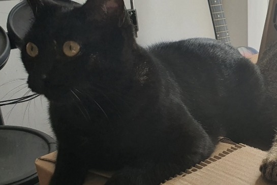 Disappearance alert Cat Male , 5 years Guignen France