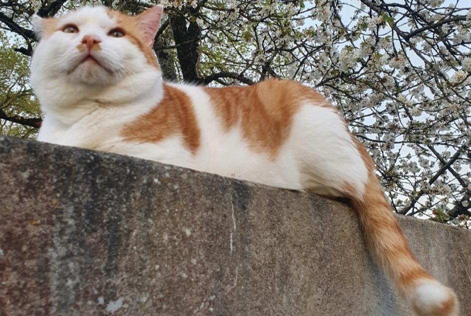 Disappearance alert Cat Male , 10 years Guignen France