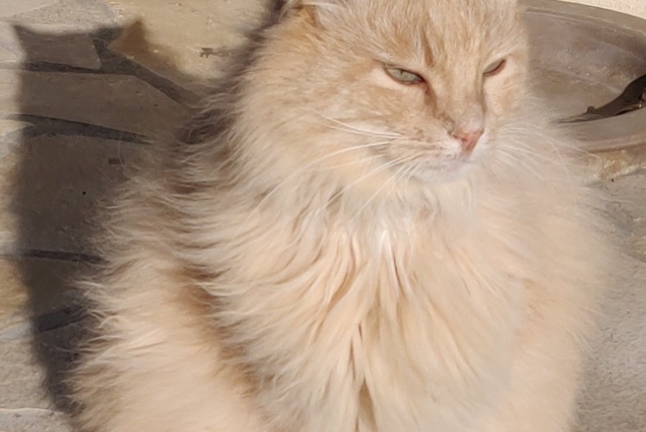 Disappearance alert Cat  Male , 14 years Combaillaux France
