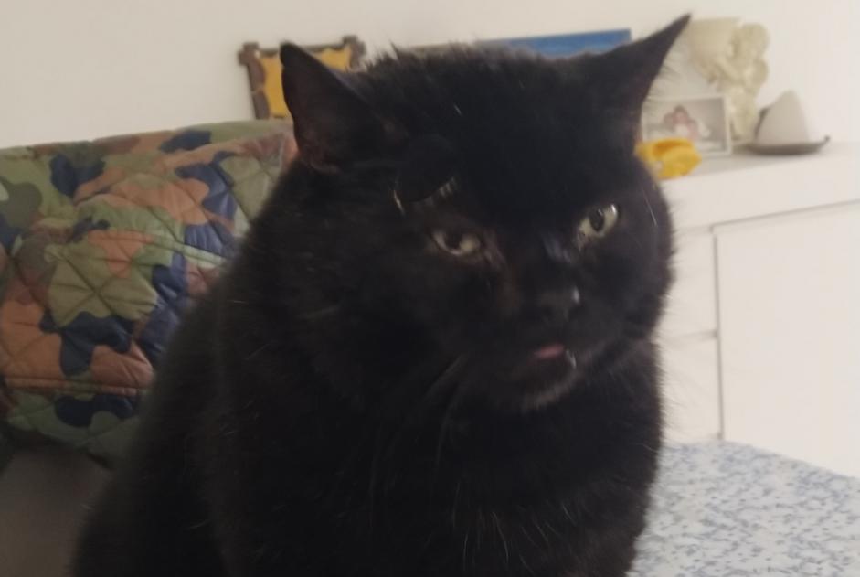 Disappearance alert Cat  Male , 11 years La Devise France
