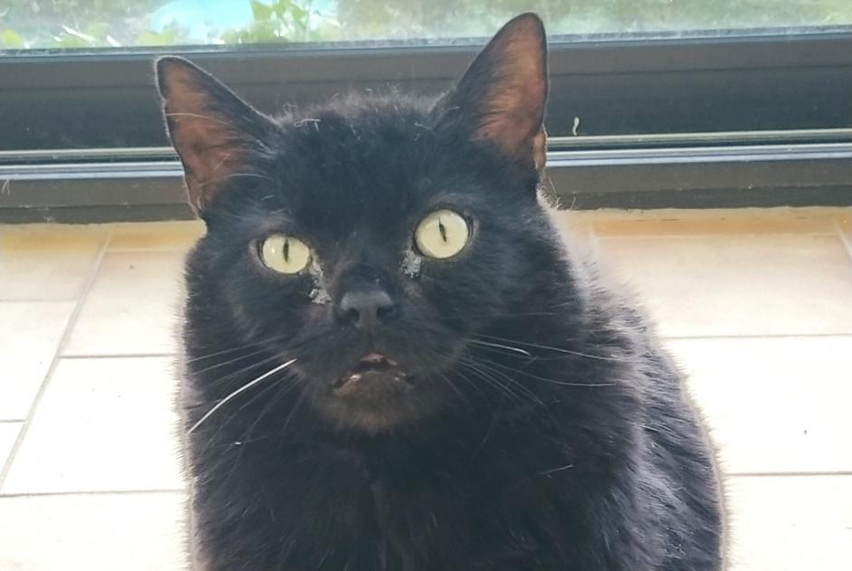 Disappearance alert Cat  Male , 11 years La Devise France