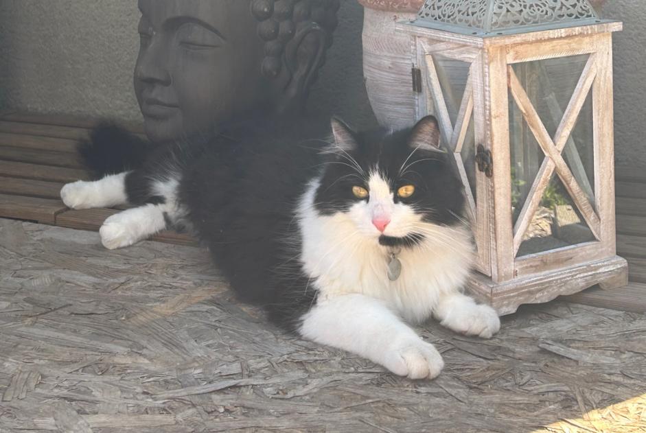 Disappearance alert Cat miscegenation  Male , 4 years Trouy France