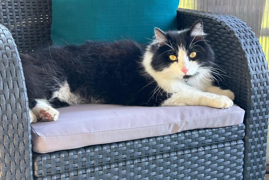 Disappearance alert Cat miscegenation  Male , 4 years Trouy France