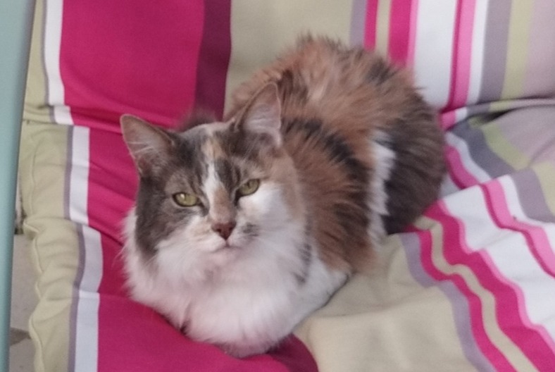 Disappearance alert Cat Female , 18 years Paris France