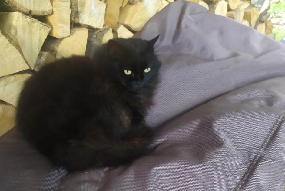 Disappearance alert Cat Female , 11 years Crolles France