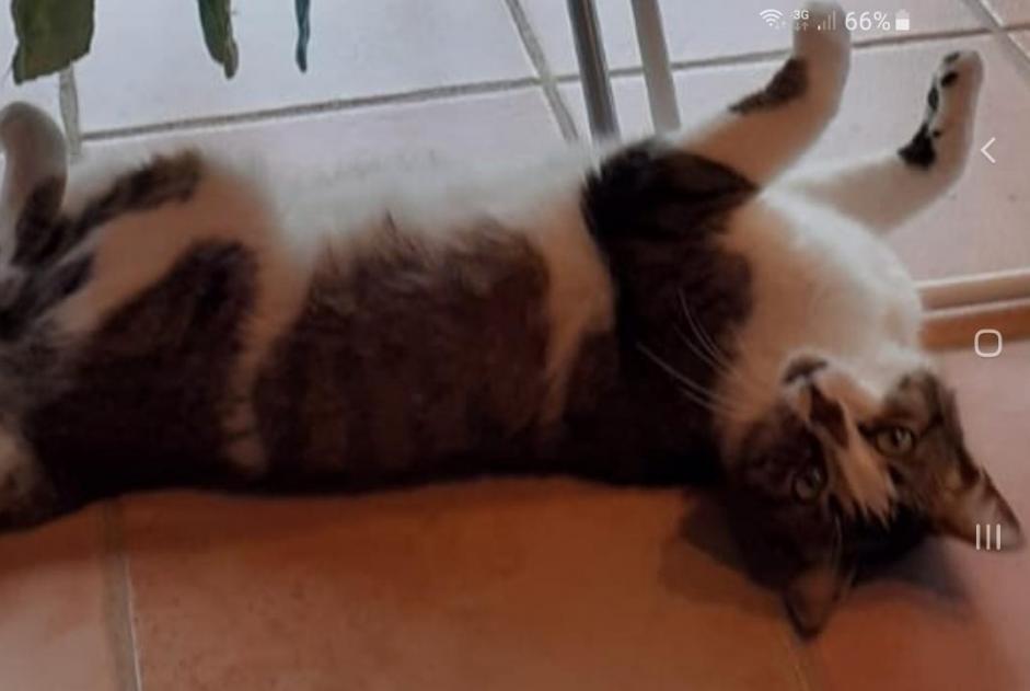 Disappearance alert Cat  Male , 5 years Pontchâteau France