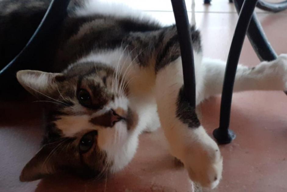 Disappearance alert Cat  Male , 5 years Pontchâteau France
