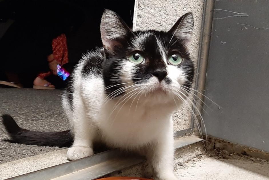 Disappearance alert Cat miscegenation  Male , 3 years Toulouse France