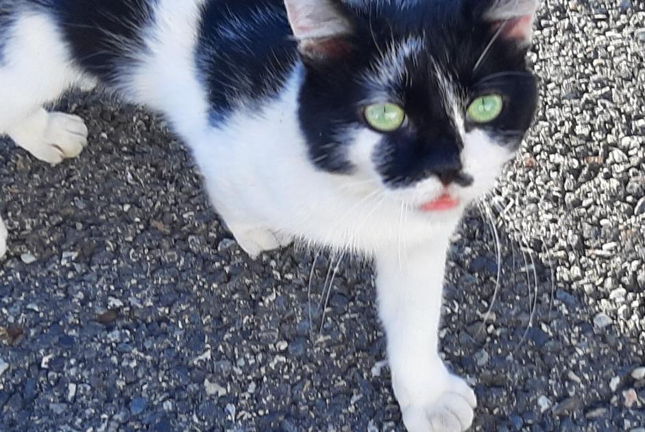 Disappearance alert Cat miscegenation  Male , 3 years Toulouse France