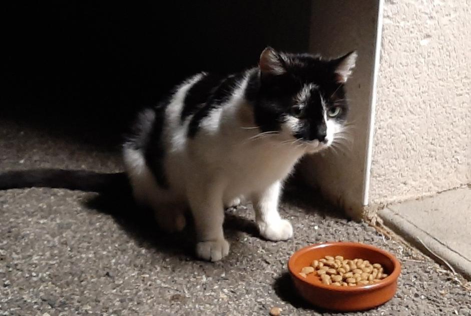 Disappearance alert Cat miscegenation  Male , 3 years Toulouse France