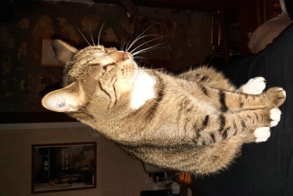 Disappearance alert Cat miscegenation  Female , 5 years Marigny-l'Église France
