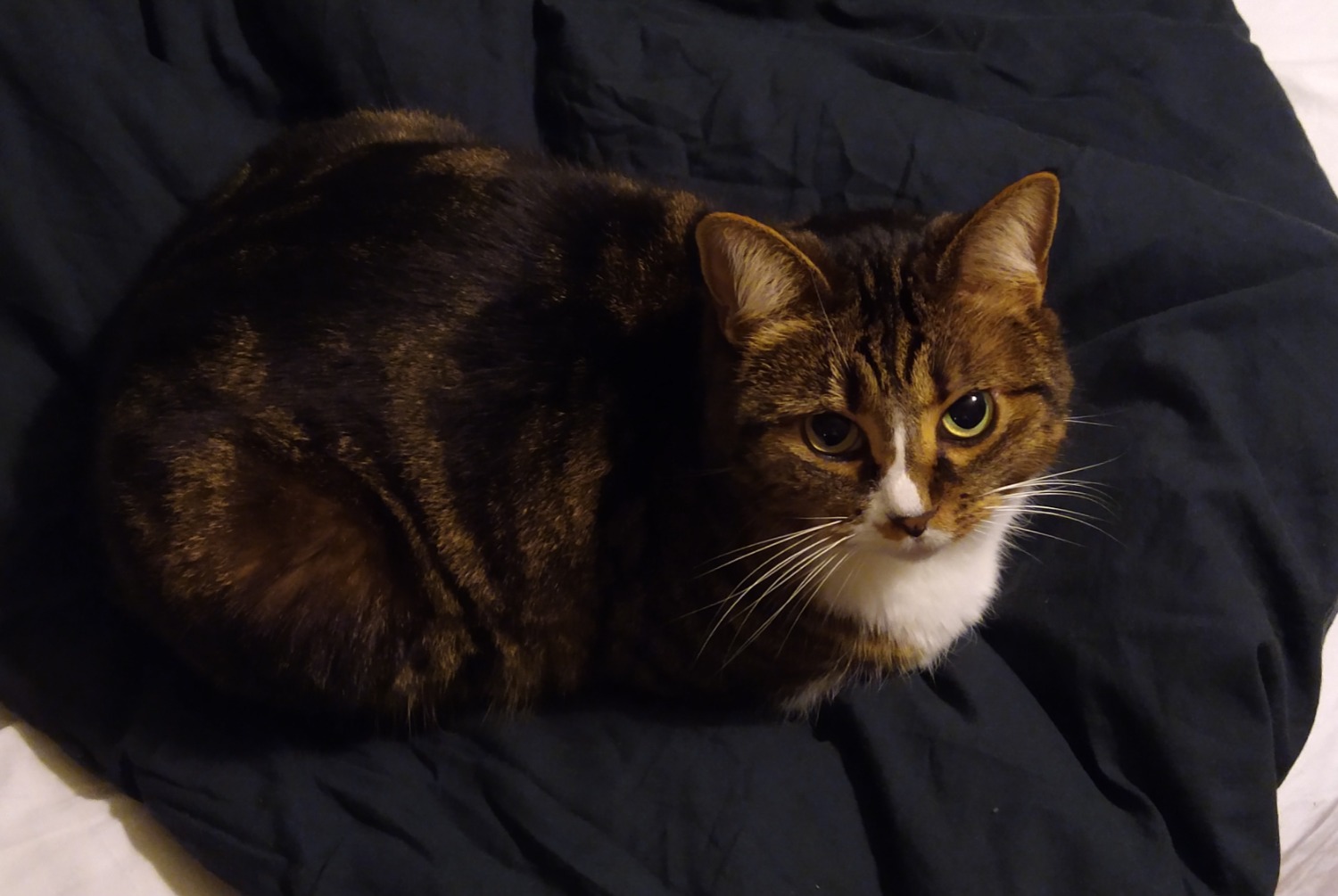 Disappearance alert Cat miscegenation  Female , 13 years Châtel-Guyon France