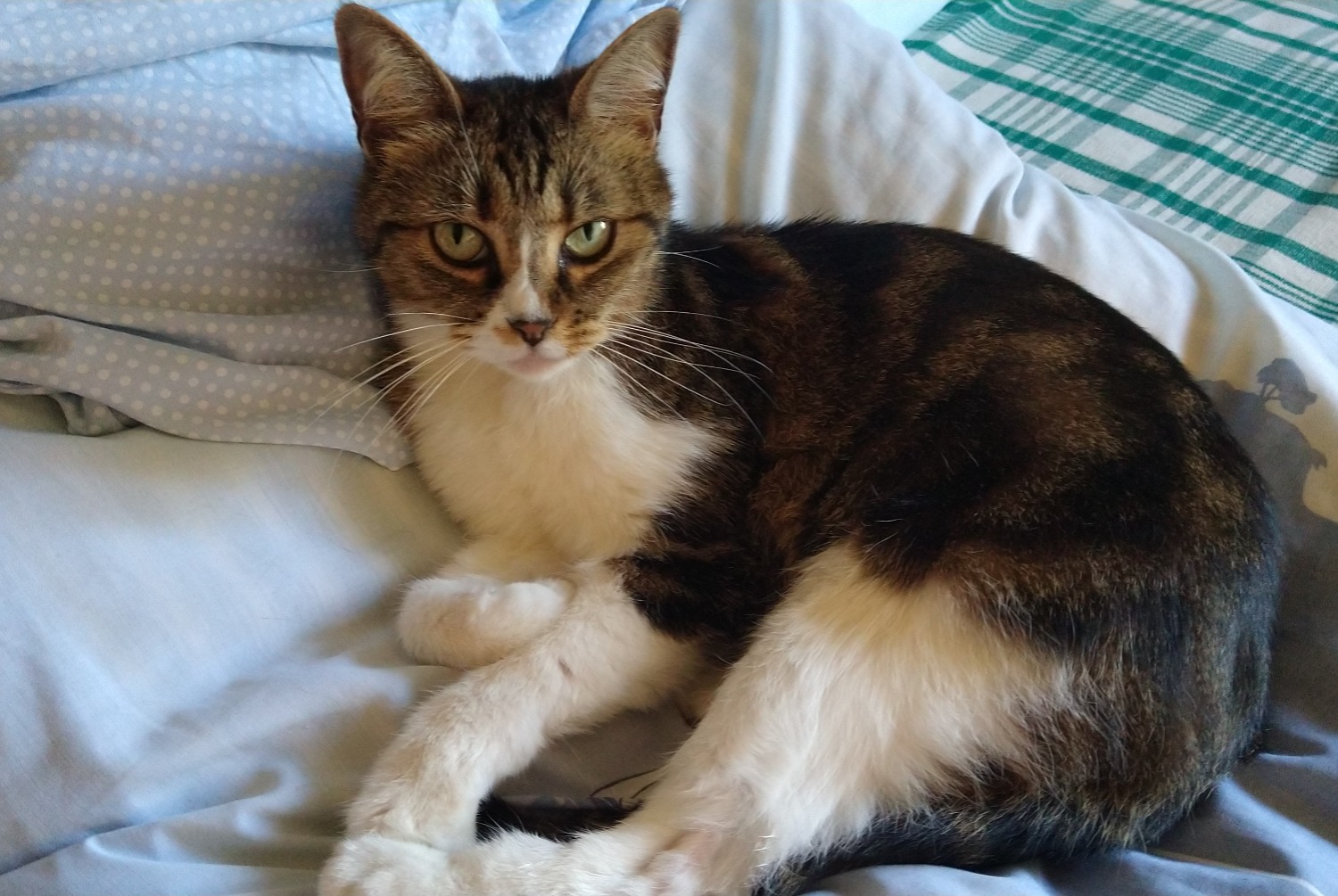 Disappearance alert Cat miscegenation  Female , 13 years Châtel-Guyon France