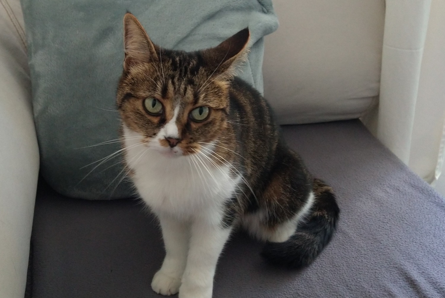 Disappearance alert Cat miscegenation  Female , 13 years Châtel-Guyon France