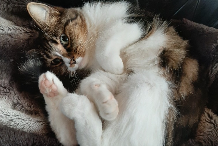 Disappearance alert Cat miscegenation  Female , 13 years Châtel-Guyon France