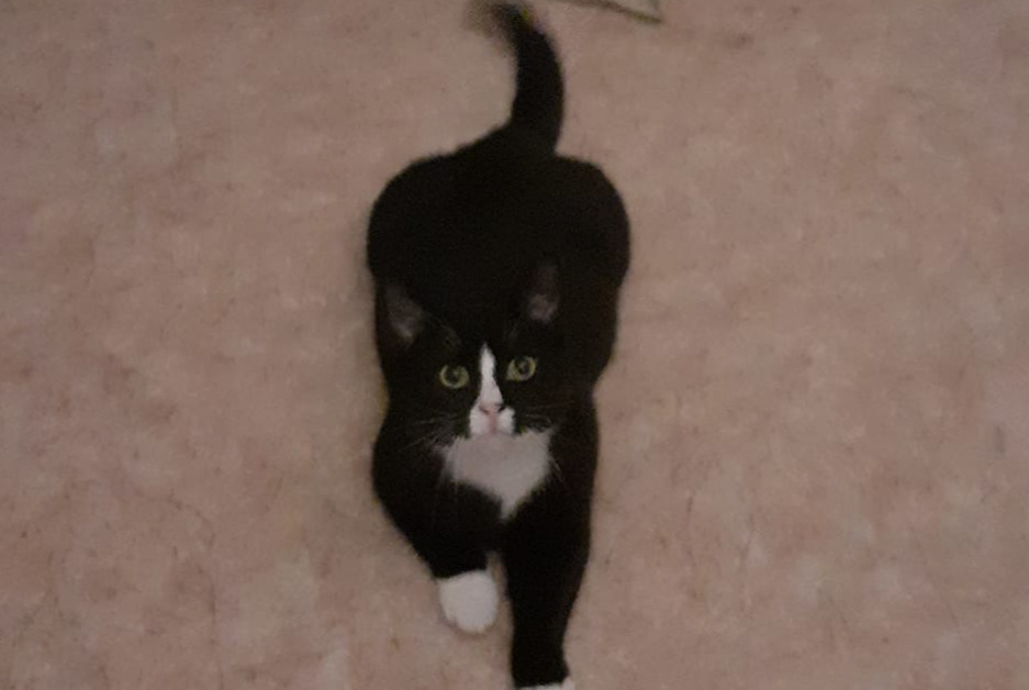 Disappearance alert Cat Male , 2 years Gien France