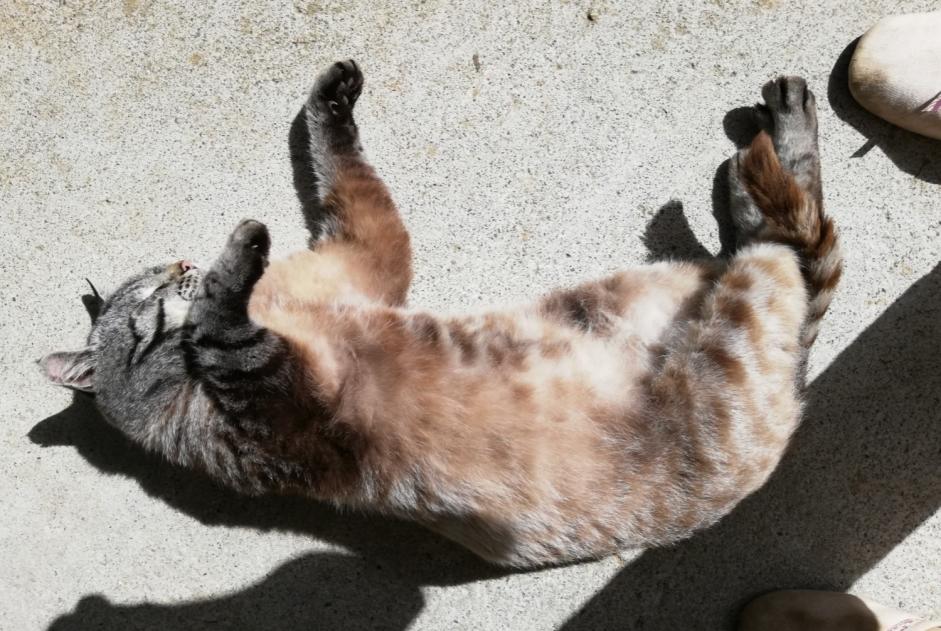 Disappearance alert Cat  Male , 5 years Lanvollon France