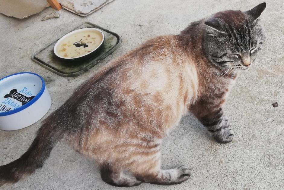 Disappearance alert Cat  Male , 5 years Lanvollon France