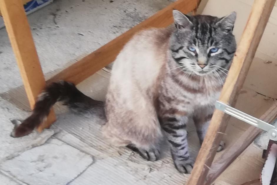Disappearance alert Cat  Male , 5 years Lanvollon France