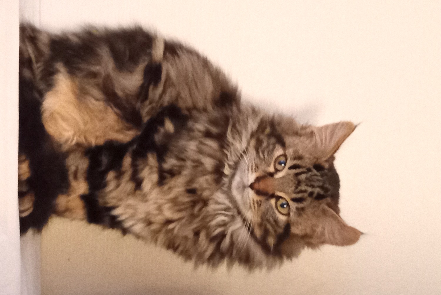 Disappearance alert Cat  Male , 2025 years Dammarie-les-Lys France