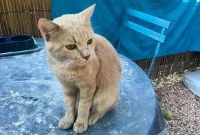 Disappearance alert Cat miscegenation  Male , 2 years Le Cannet-des-Maures France