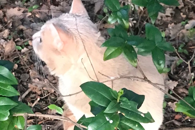 Disappearance alert Cat miscegenation  Male , 2 years Le Cannet-des-Maures France
