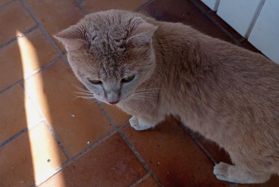 Disappearance alert Cat miscegenation  Male , 2 years Le Cannet-des-Maures France