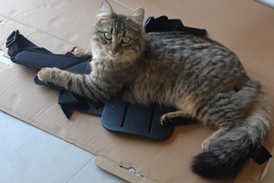 Disappearance alert Cat miscegenation  Male , 3 years Theys France