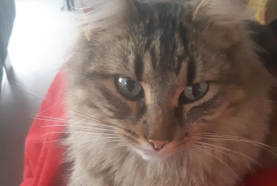 Disappearance alert Cat miscegenation  Male , 3 years Theys France