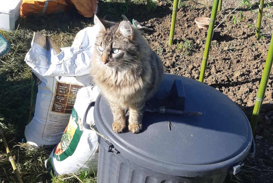 Disappearance alert Cat miscegenation  Male , 3 years Theys France