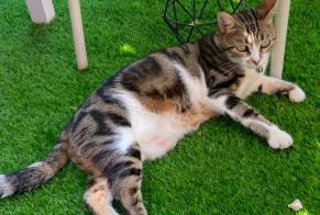Disappearance alert Cat miscegenation  Female , 6 years Ollioules France