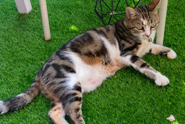 Disappearance alert Cat miscegenation  Female , 6 years Ollioules France