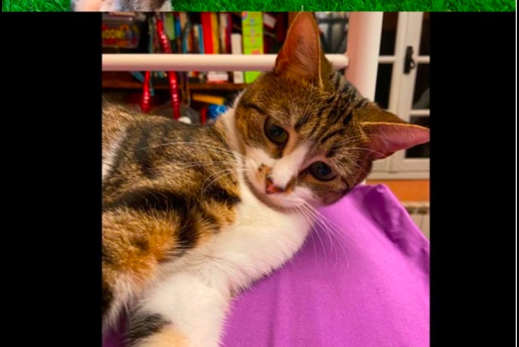 Disappearance alert Cat miscegenation  Female , 6 years Ollioules France