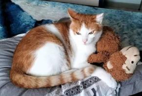 Disappearance alert Cat miscegenation  Male , 11 years Saint-Laurent-sur-Mer France