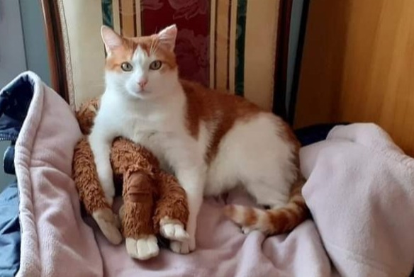 Disappearance alert Cat miscegenation  Male , 11 years Saint-Laurent-sur-Mer France