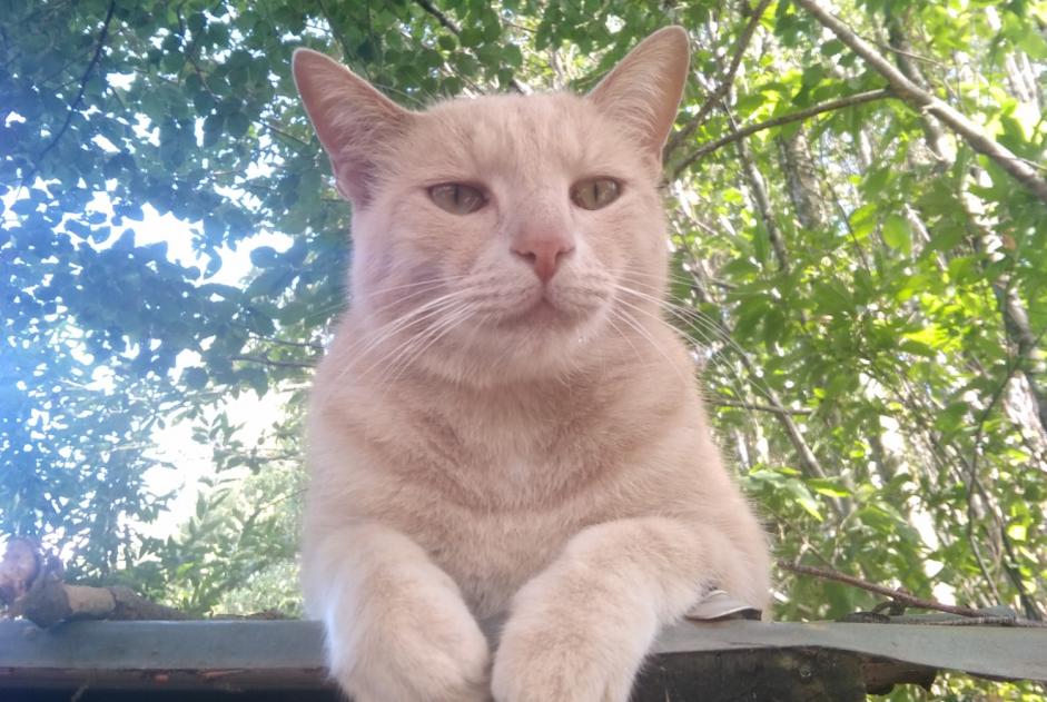 Disappearance alert Cat miscegenation  Male , 5 years Beaulieu-Sous-Parthenay France