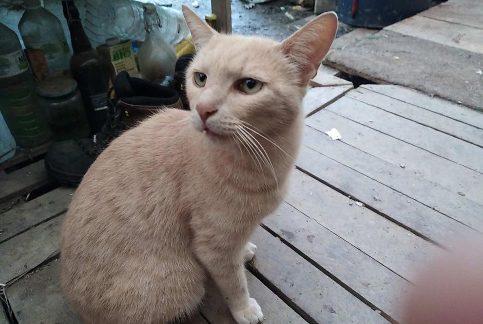 Disappearance alert Cat miscegenation  Male , 5 years Beaulieu-Sous-Parthenay France