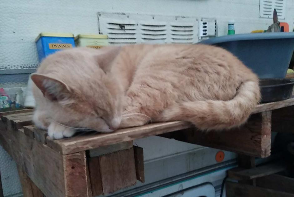 Disappearance alert Cat miscegenation  Male , 5 years Beaulieu-Sous-Parthenay France