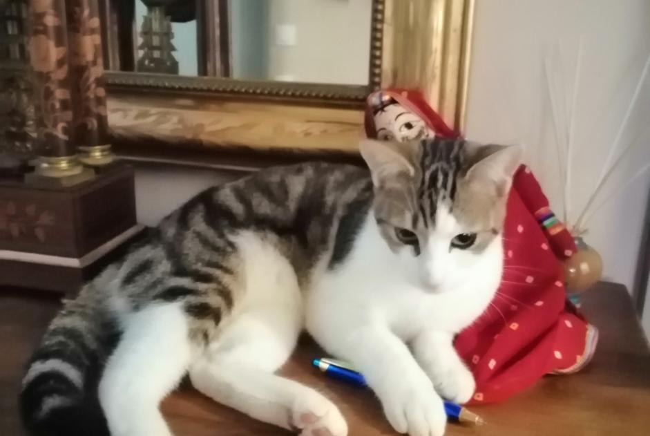 Disappearance alert Cat miscegenation  Male , 1 years Agen France